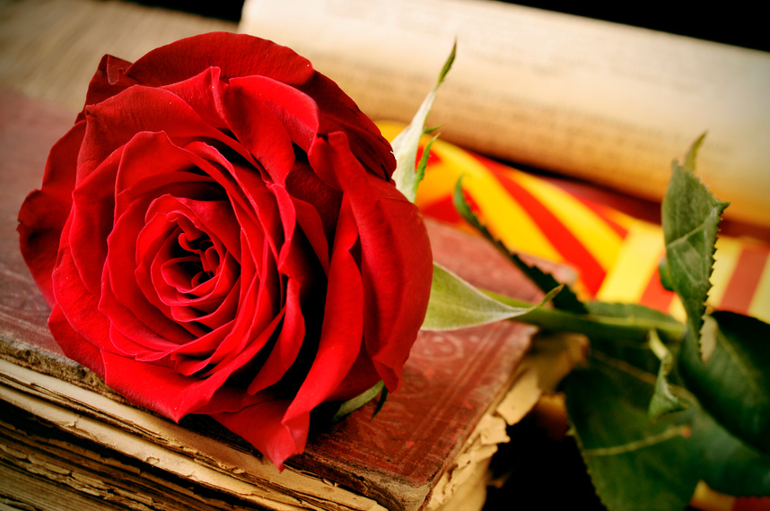 Book, Red Rose and the Catalan Flag for Sant Jordi, Saint George